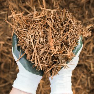 Hands with gardening gloves on holding Fresh Red Oak Mulch