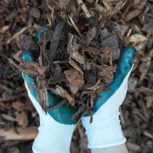 Hands with gardening gloves on holding Rustic Pine Nugget Mulch