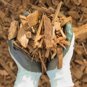 Hands with gardening gloves on holding Wood Chips