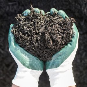 Hands with gardening gloves on holding Premium Ravenwood Mulch