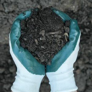 Hands with gardening gloves on holding Perennial Mix